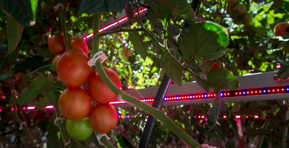 Applications of LED light source in the greenhouse